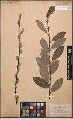 Foto von Salix cinerea L.